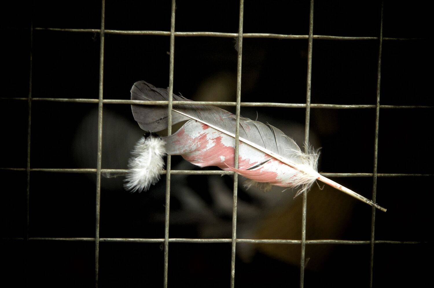 , غيث الساعدي