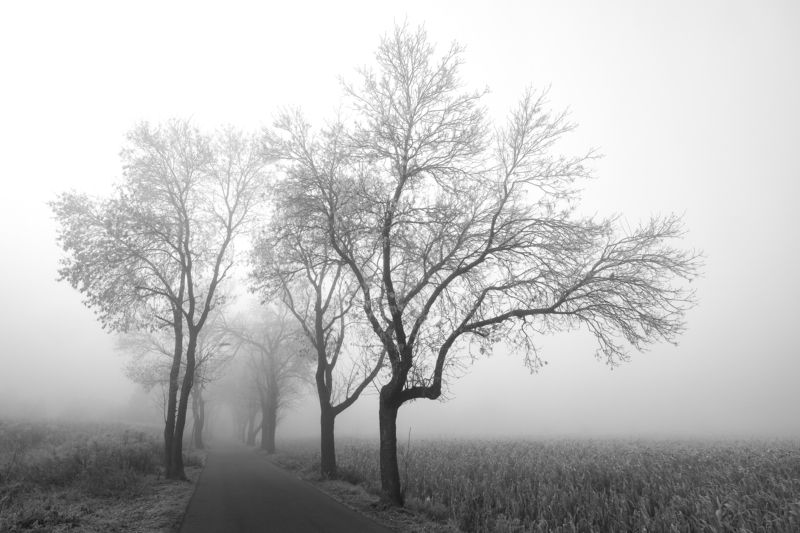 Foggy alley фото превью