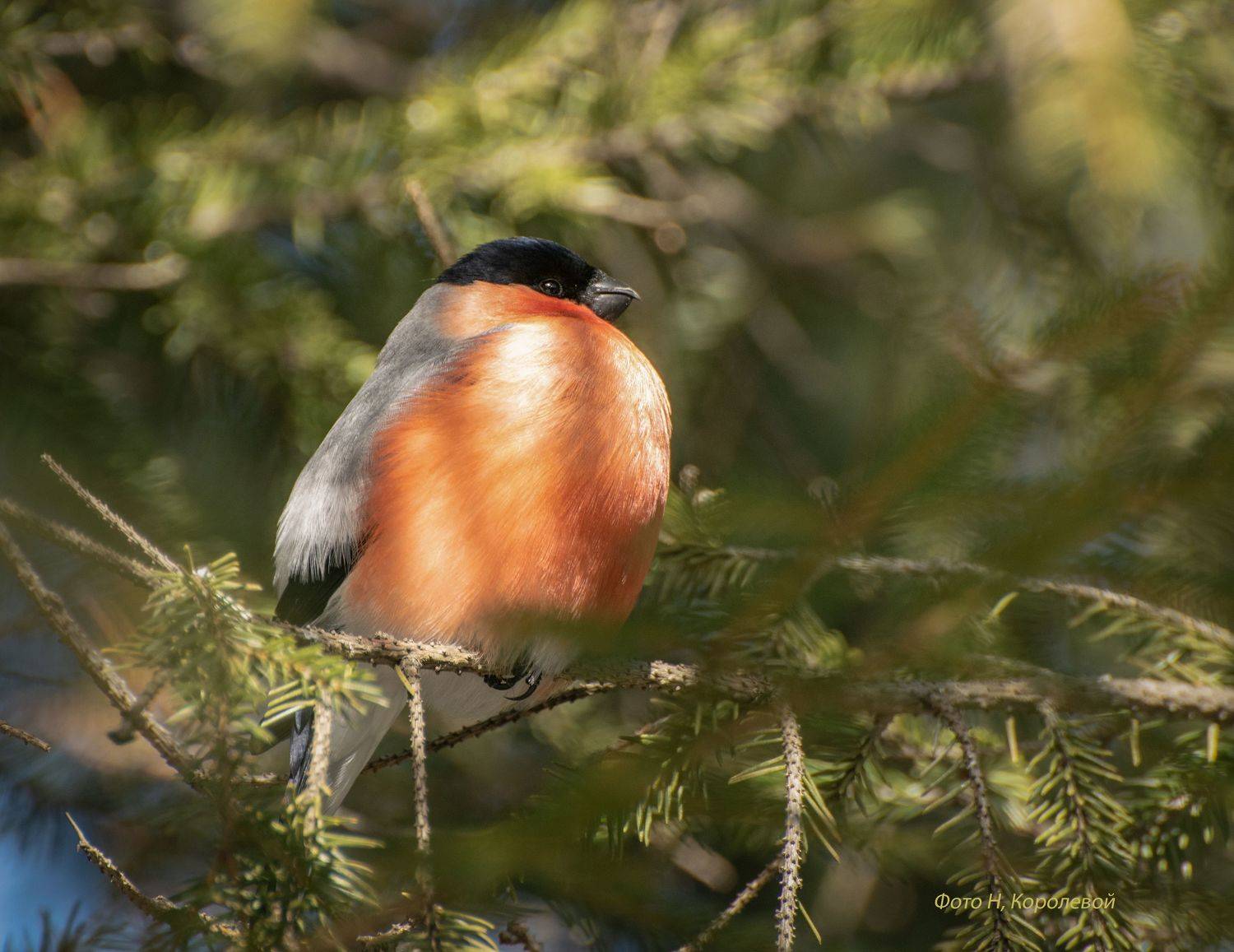 Птицы снегирь, Наталья Королева
