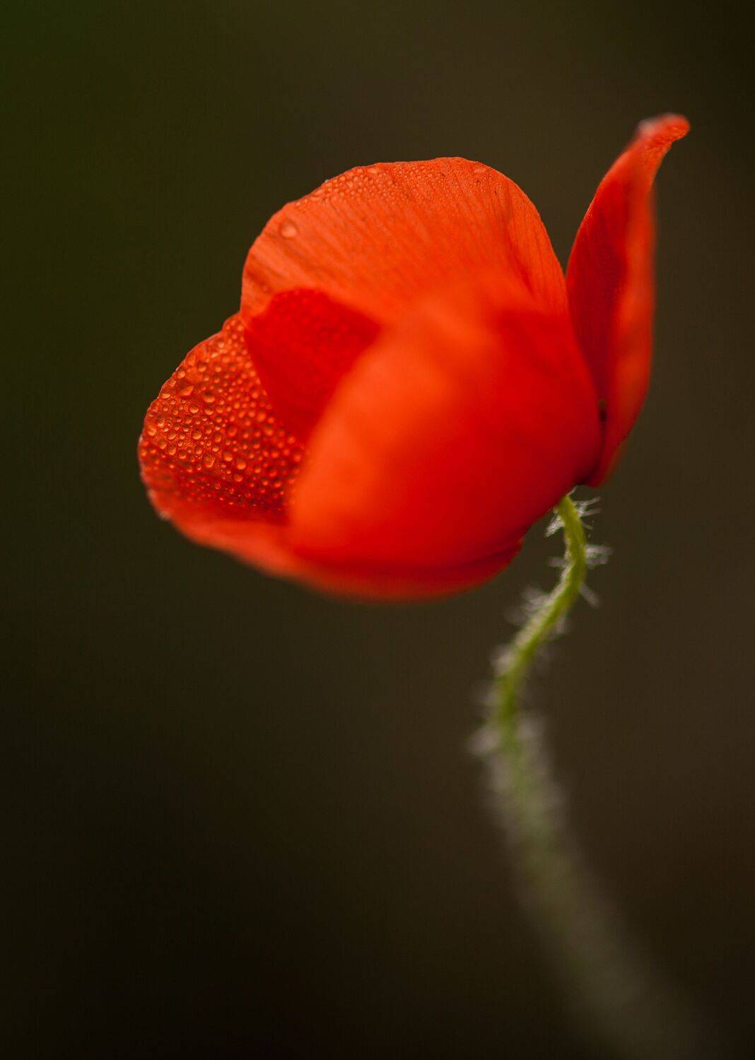 , Викулов Николай