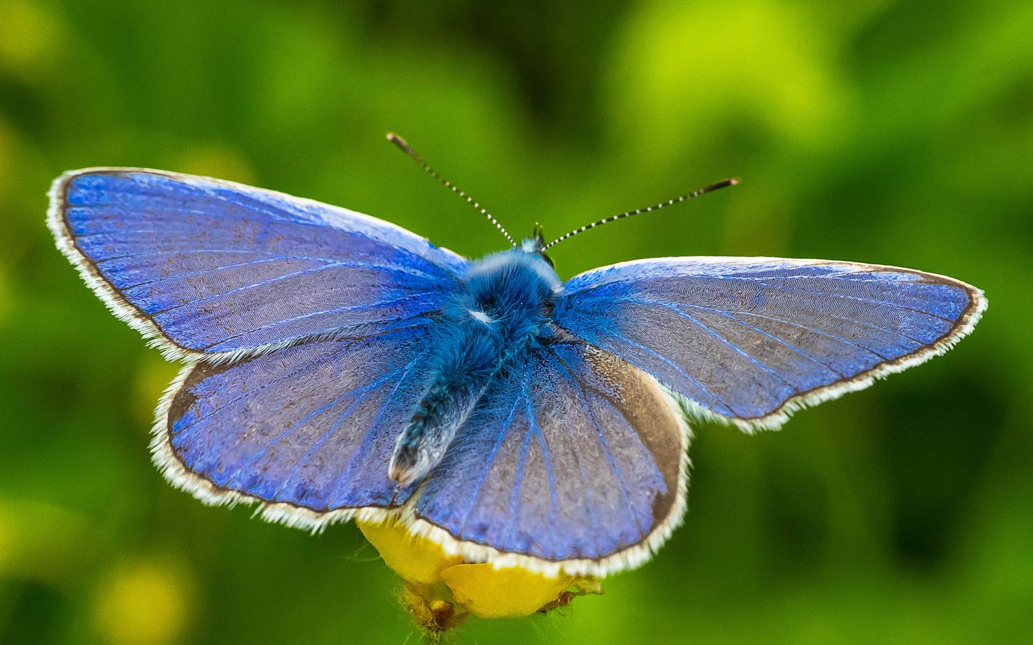 , Николай Бологов