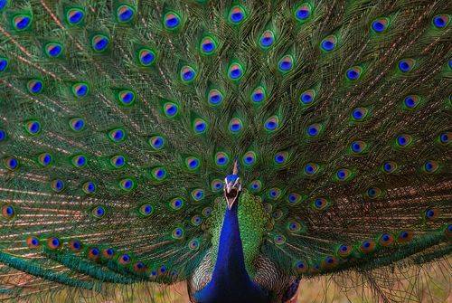 Peacock