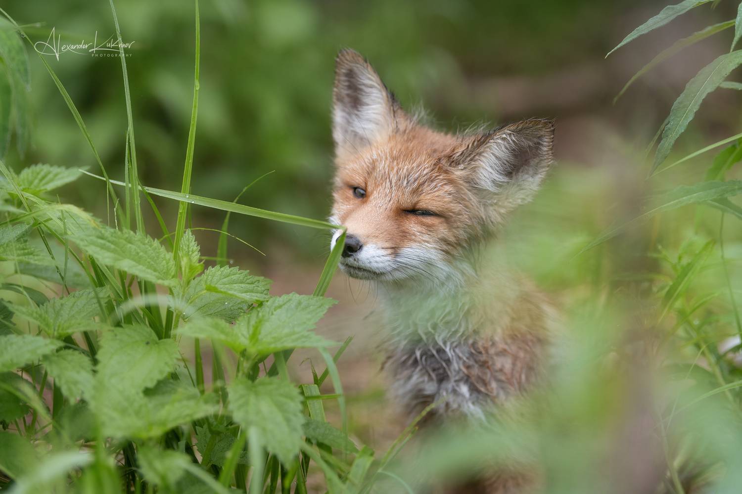 лис,лиса,лисёнок, Александр Кукринов
