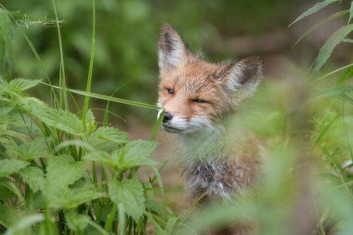 Портрет с прищуром...