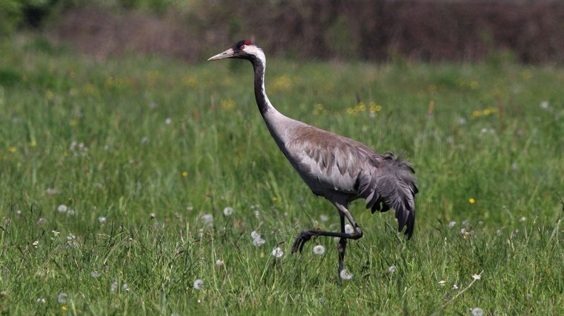 серый журавль, журавль, grus grus, common crane Одуванчики уже отцвели фото превью