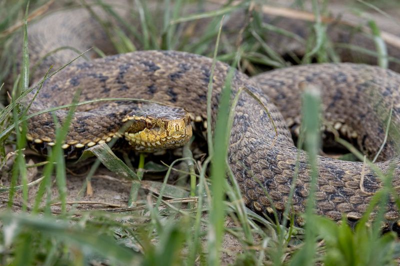 Уссурийский щитомордник фото превью