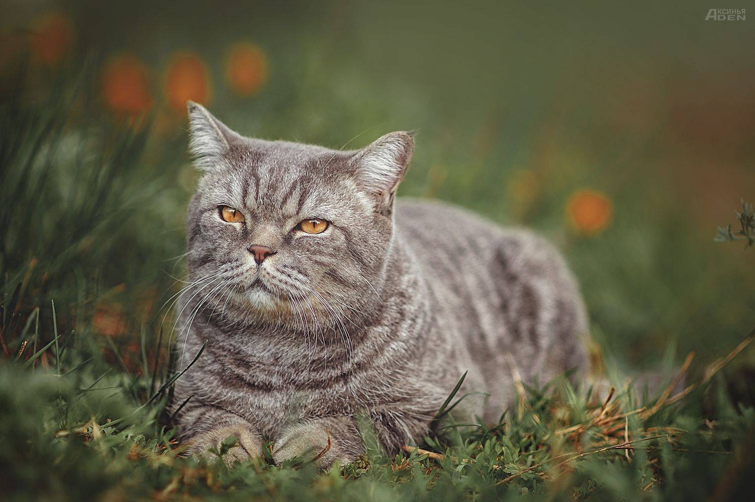 , Денисова Аксинья