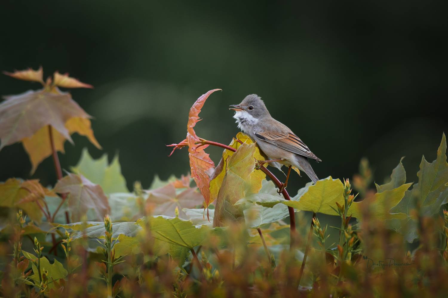 природа, лес, поля, огороды, животные, птицы, макро, Посевич Дмитрий