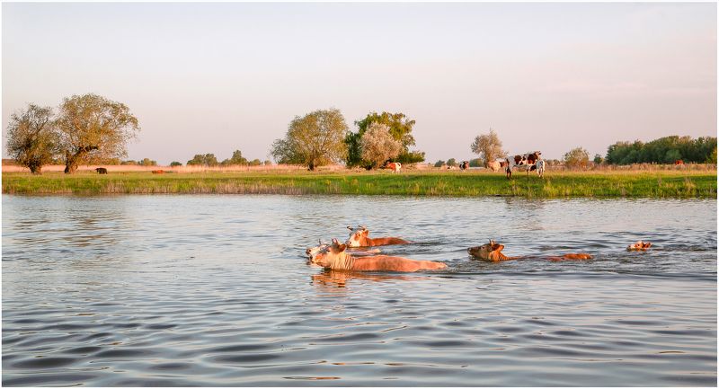 у села  камышово На пастбище фото превью