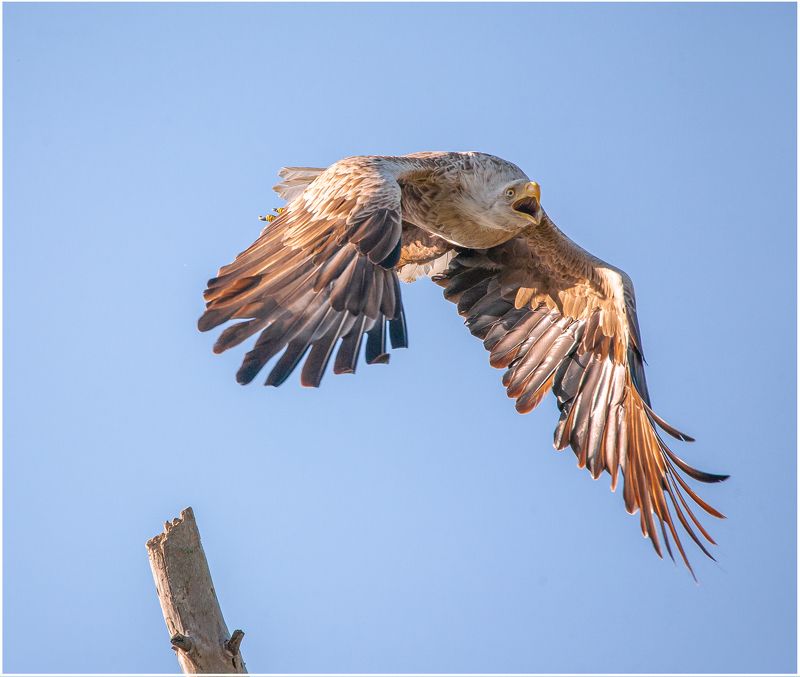у села  камышово ОРЛАН-БЕЛОХВОСТ фото превью