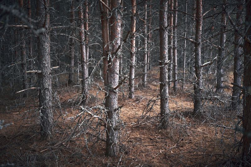 В гостях у леса фото превью