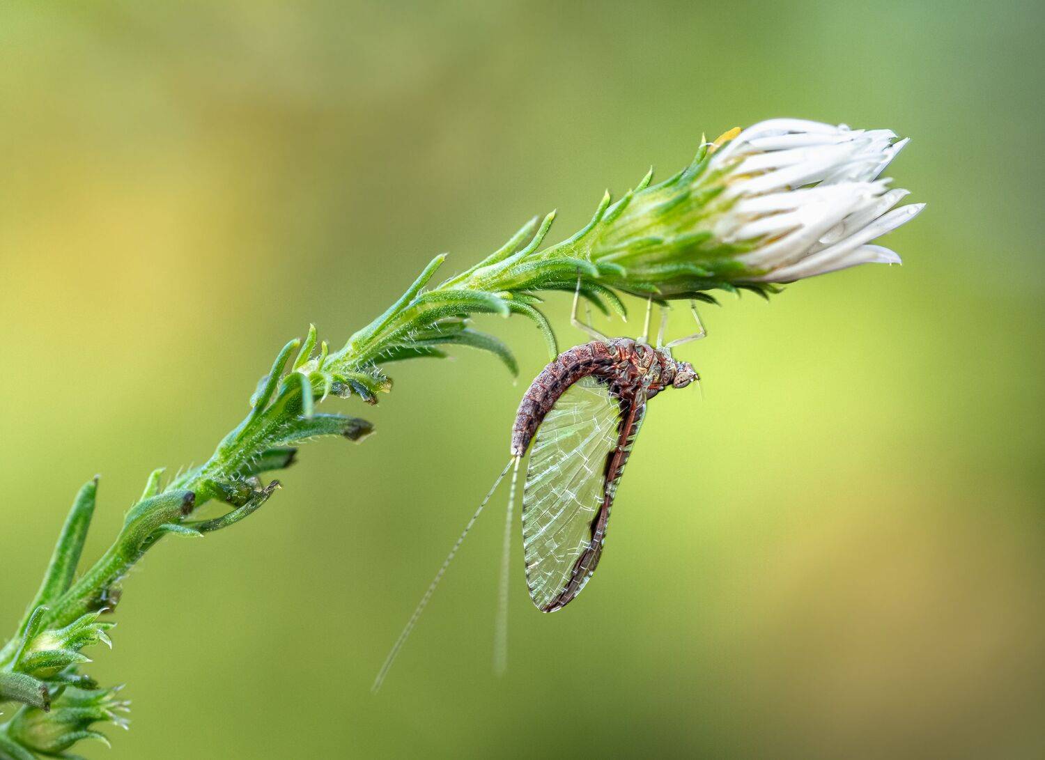 fly, insect, leaf, tiger fly, macro, bug, nature wild, robber fly, robber, may fly, mayfly, flower,, Atul Saluja