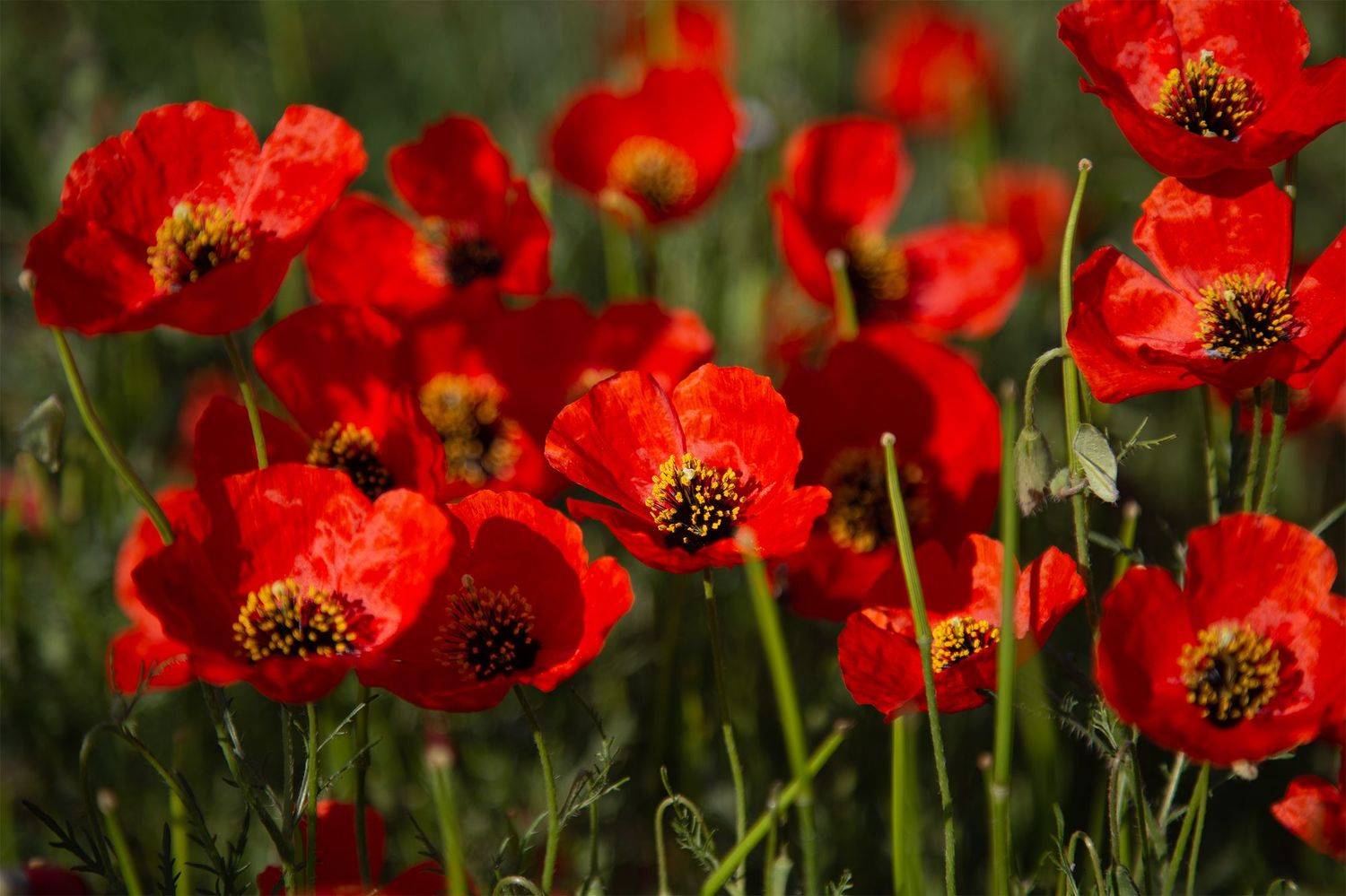 кыргызстан, Элина Магалимова