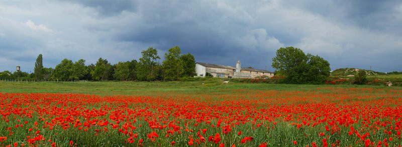 Маковое поле.Бахчисарай. фото превью