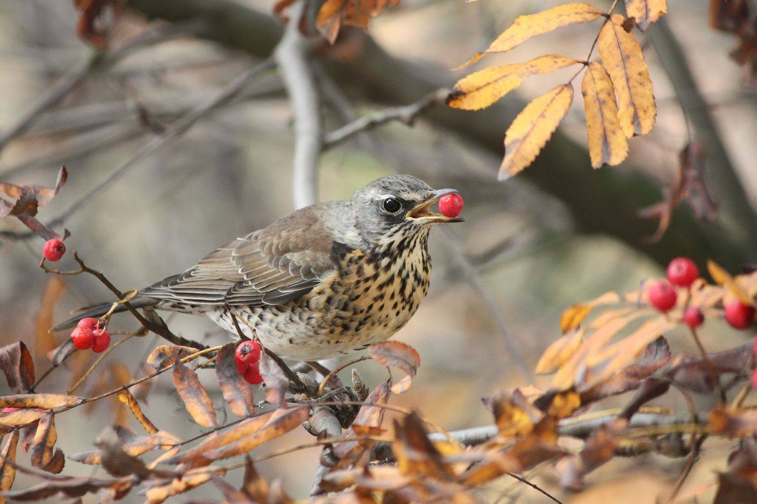 дрозд, turdus pilaris, рябинник, КарОл