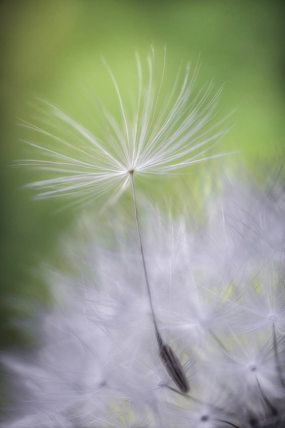 одуванчик природа макро полёт боке весна фотография, Еремеев Дмитрий