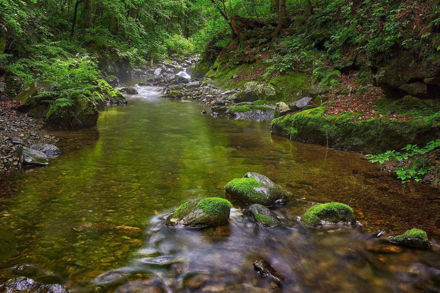 приморье, камни, скалы, мох, ручей, тайга, лето, Евгений Паршуков