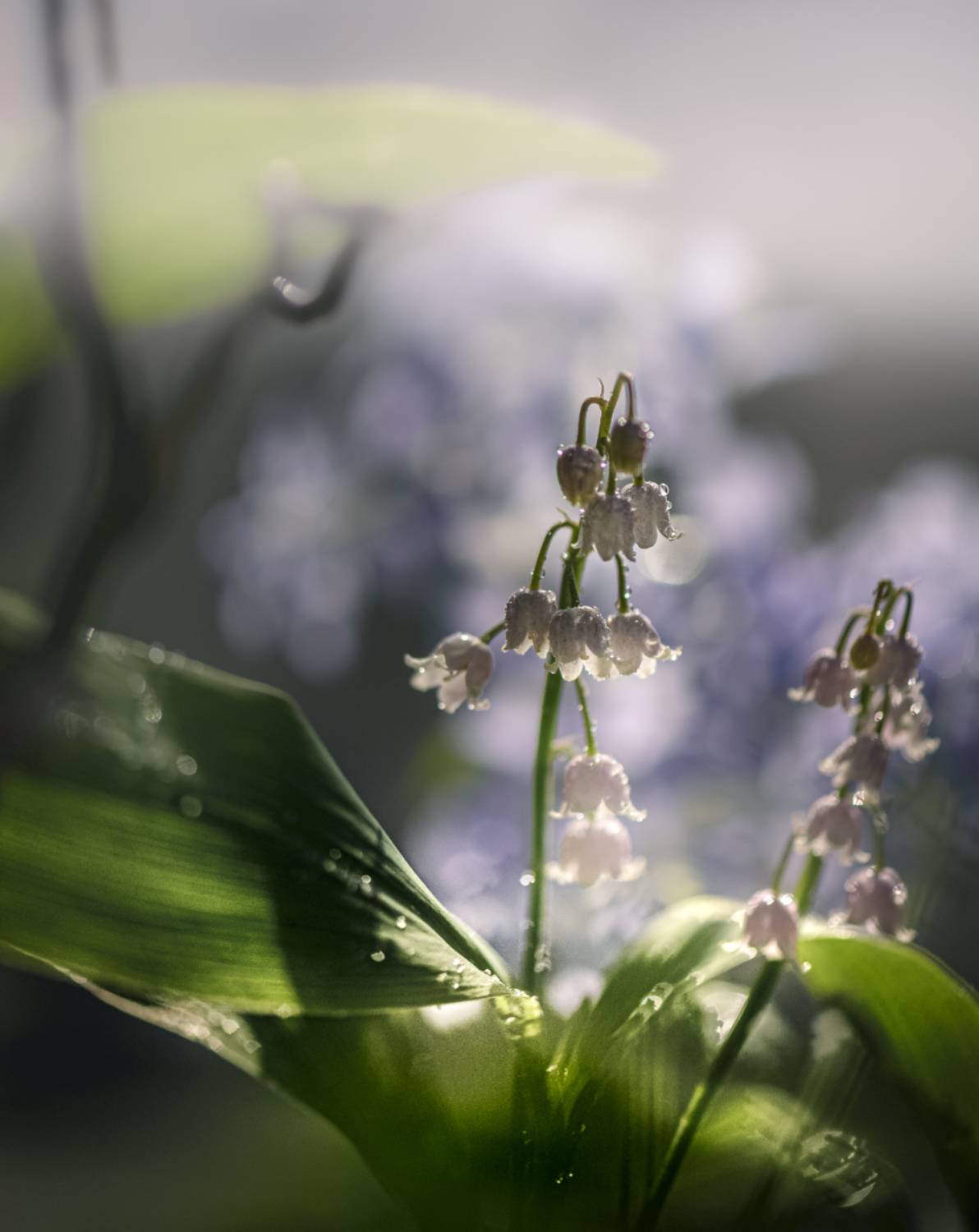 природа, макро, весна, цветы, ландыш, Неля Рачкова