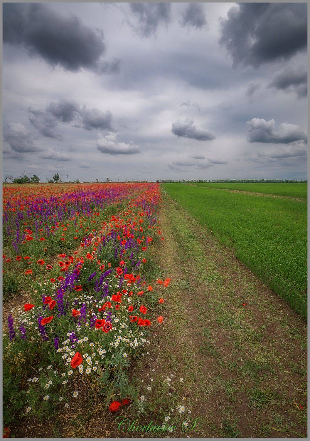 крым, весна, цветы, маки,, Черкасов Сергей