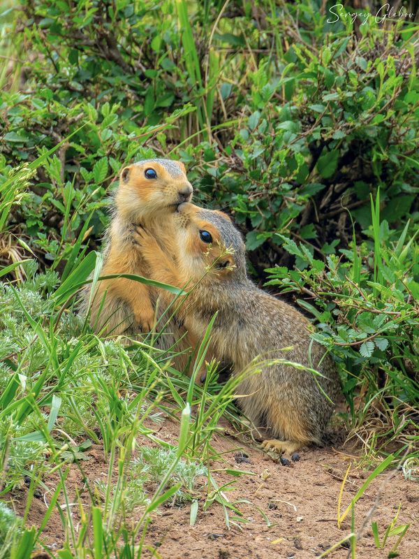 суслик, животные, грызуны Не грусти братишка фото превью