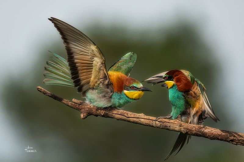 bee eater фото превью