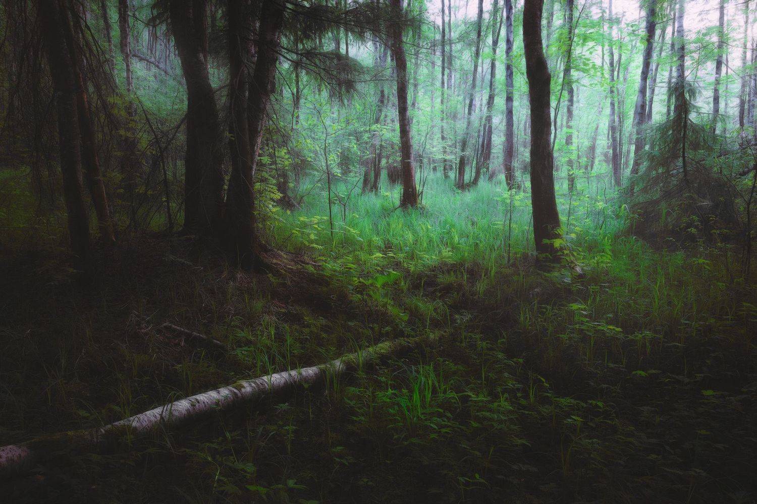 лес, лето, деревья, пейзаж, Валерий Вождаев