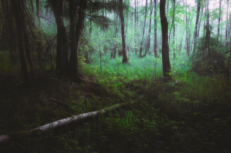 лес, лето, деревья, пейзаж В летнем лесу фото превью