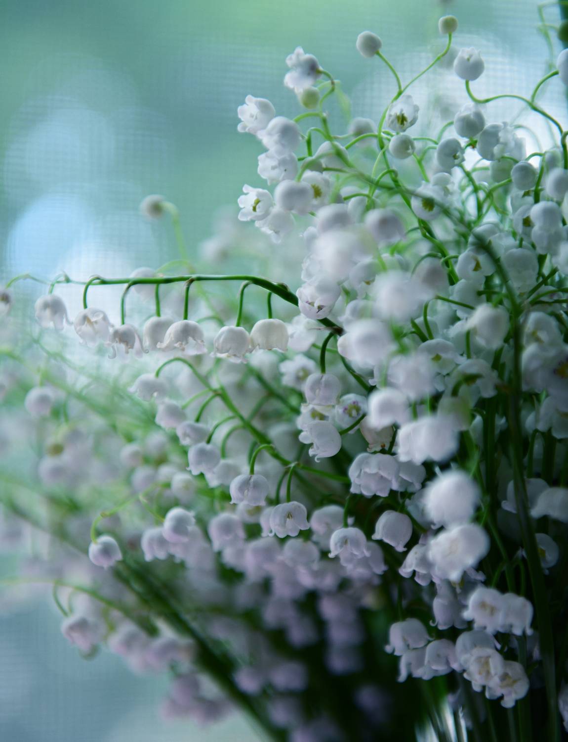 , Божена Пучко