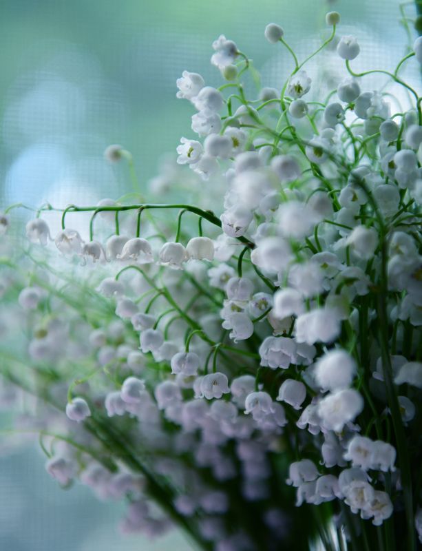 Magic flowers фото превью