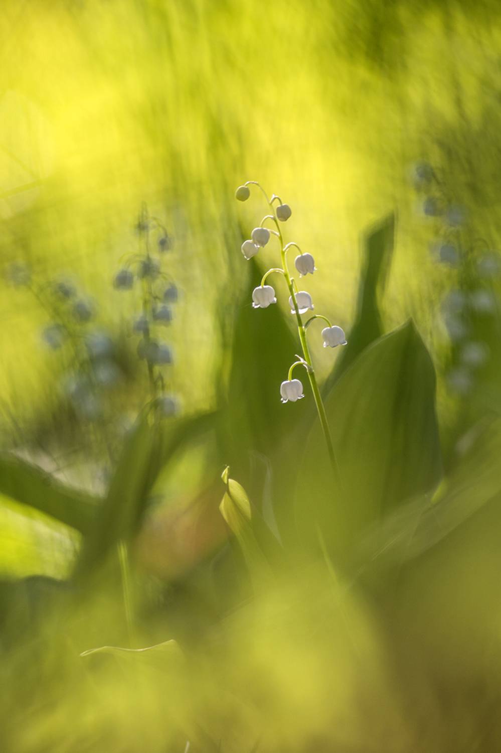 , Илья Михеев