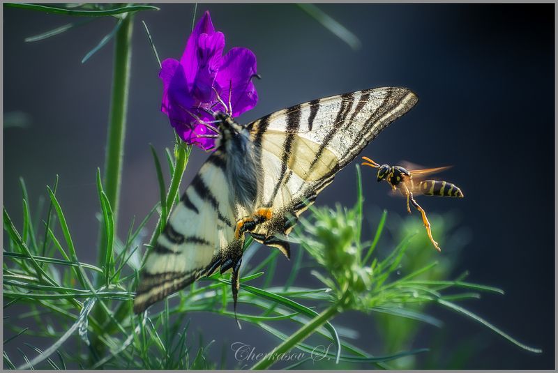 -- Подвинься! фото превью