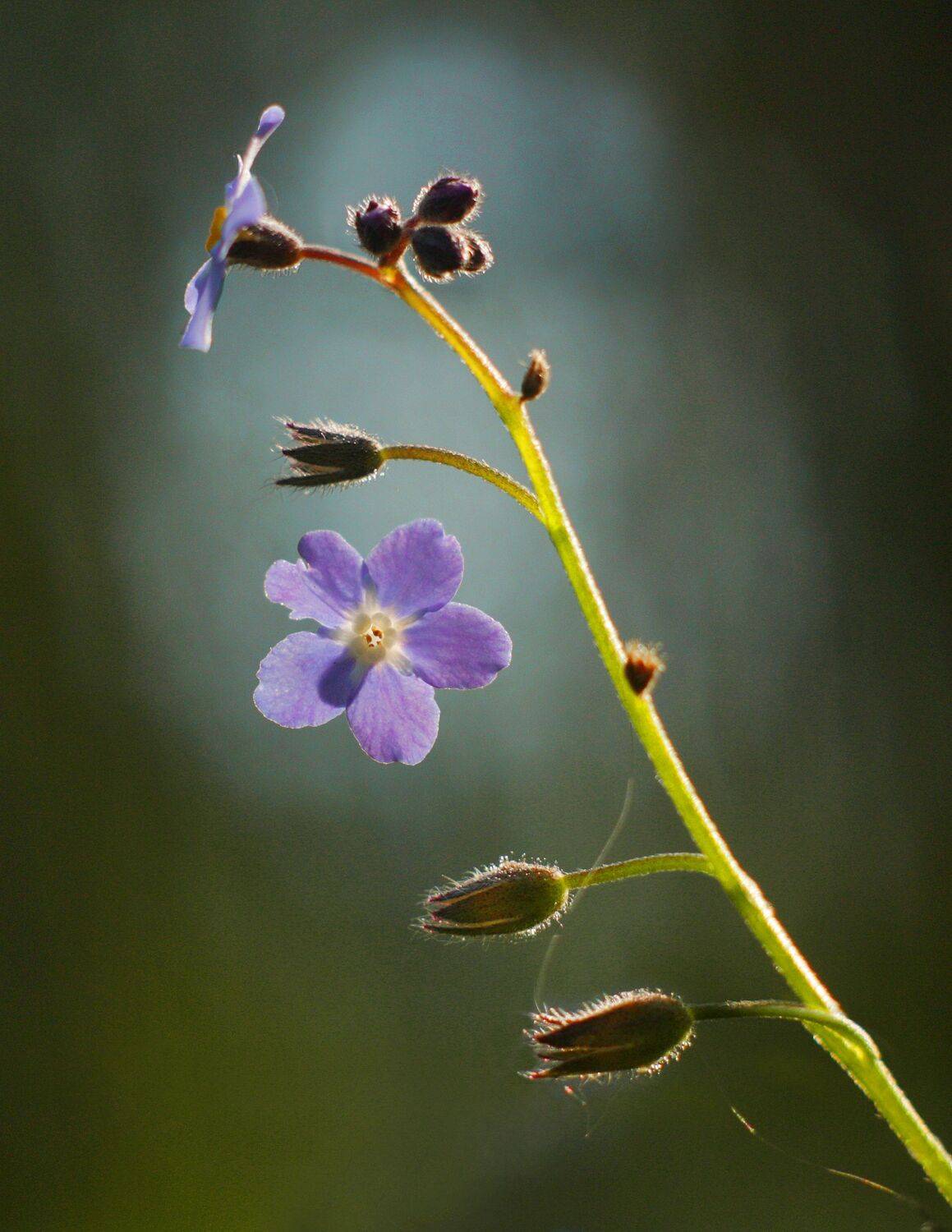цветы , лето, Александр Свистков