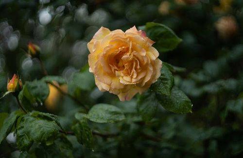 Окру́га после майского дождя.