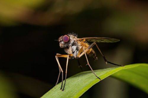 Small Fly