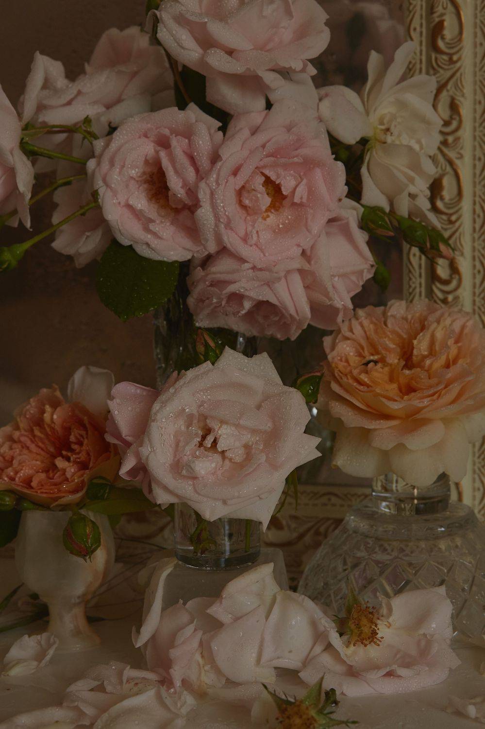 розы, Елена Звягина