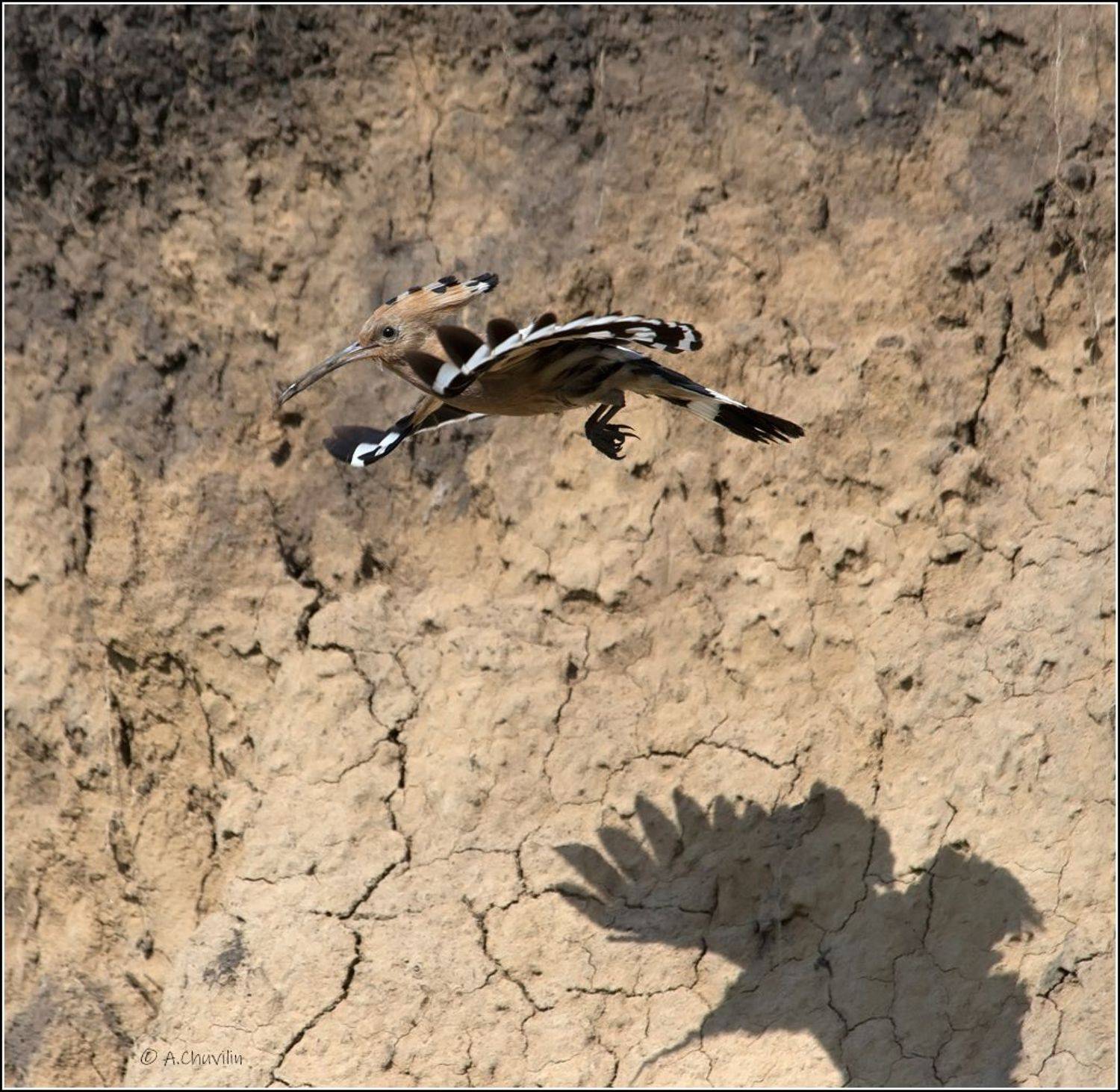 птица,удод,тень,полёт, Александр Чувилин