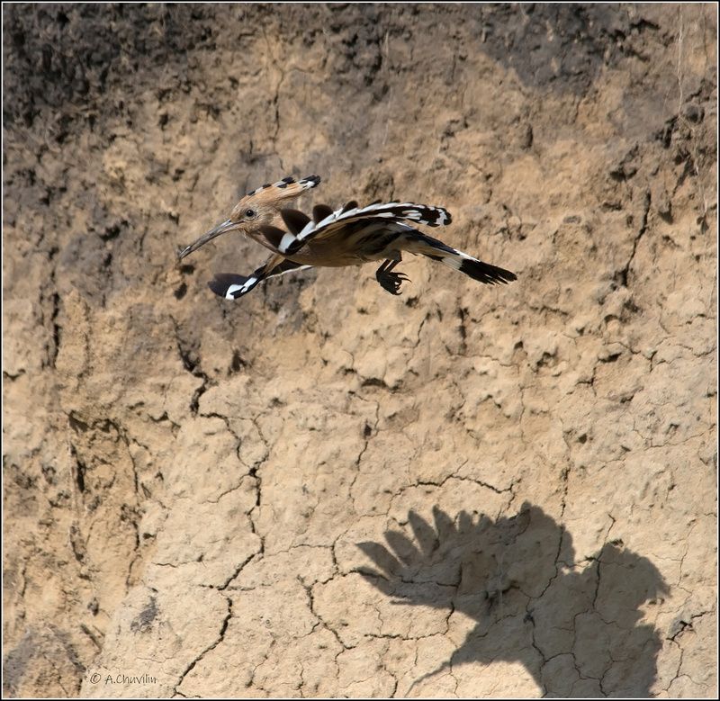 птица,удод,тень,полёт Удод и тень фото превью