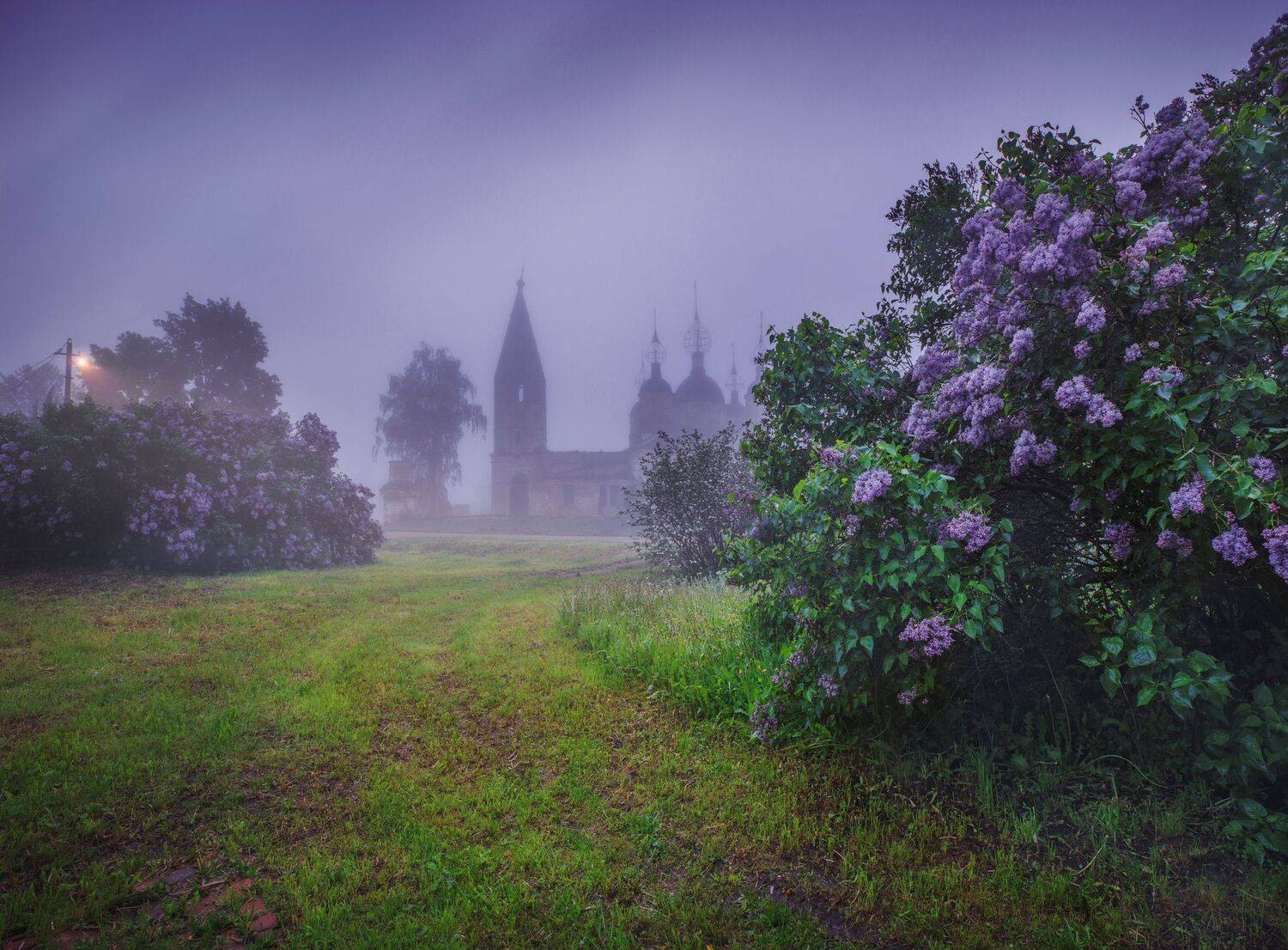 остров, ярославская, сирень, цветы, Захарова Наталья