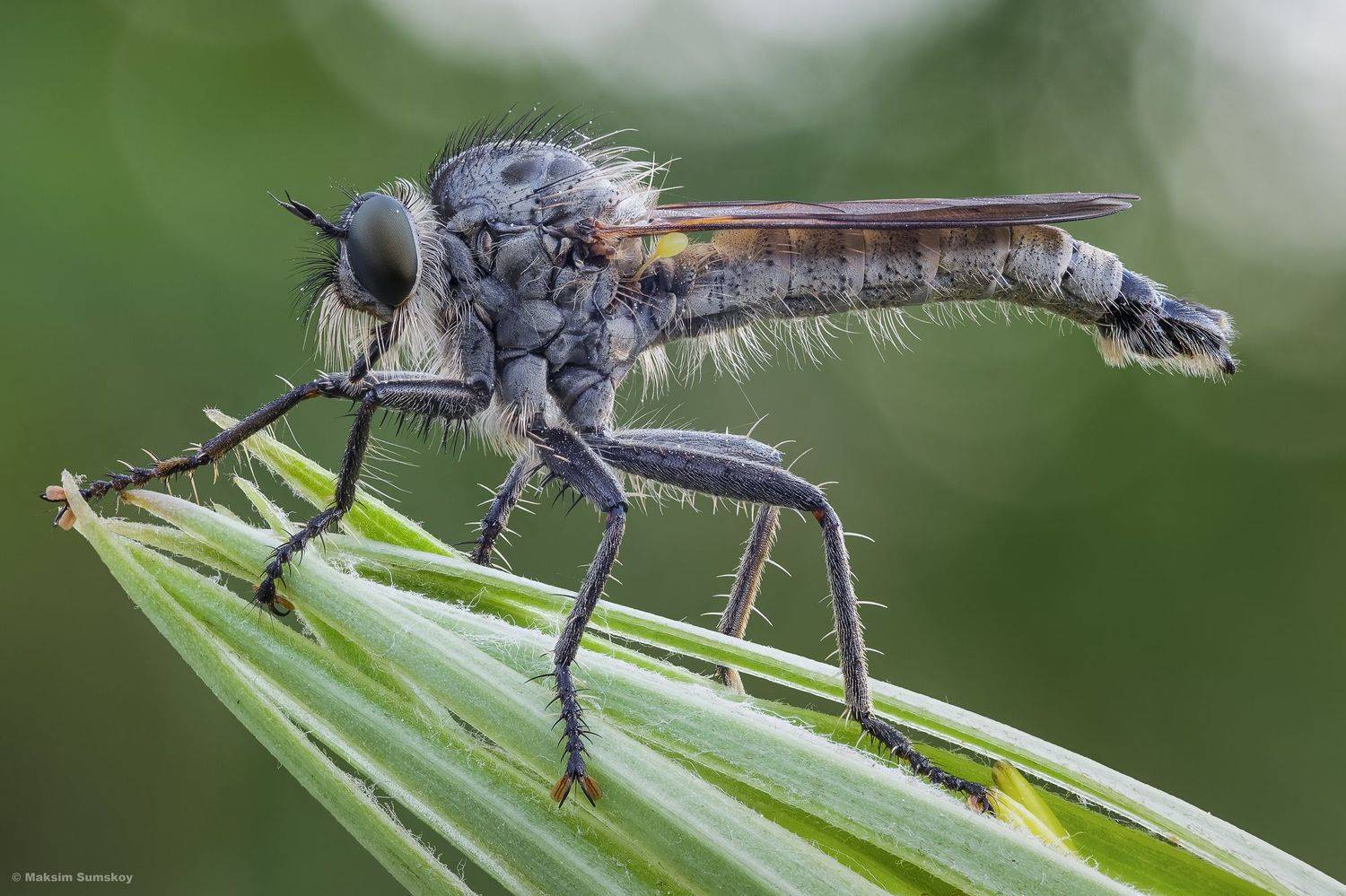 , Максим Сумской