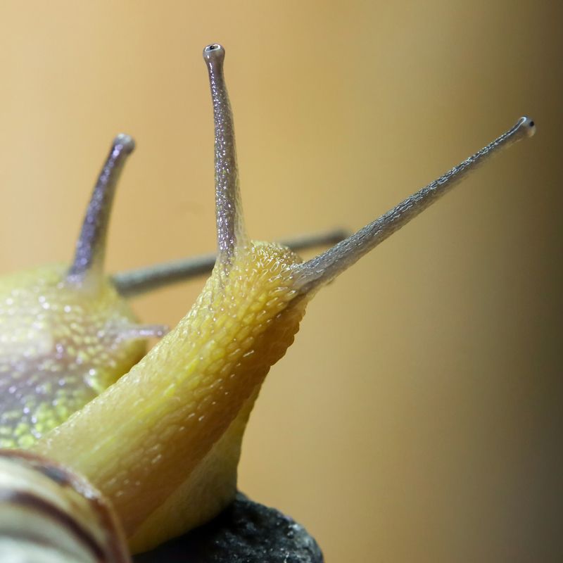 Виноградная улитка фото превью