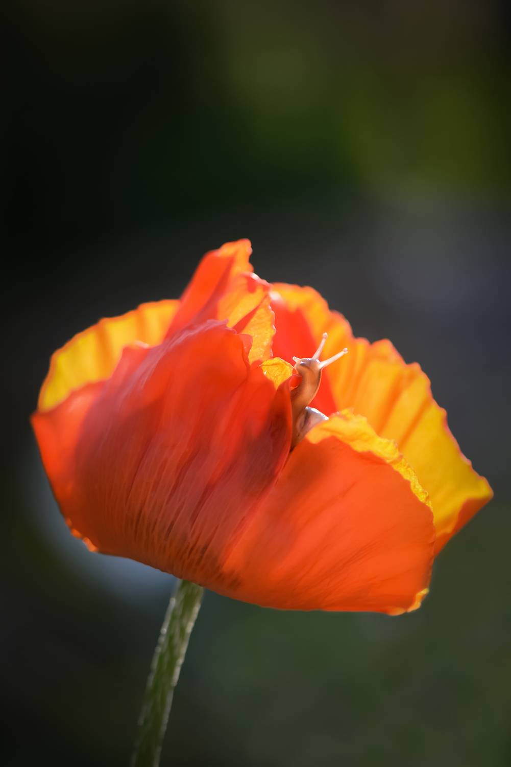 snails, snail, macro, macrophoto, macrophotography, nature, forest, макро, макрофото, природа, улитка, тишина, покой, грибы, цветы, Быканова Виктория