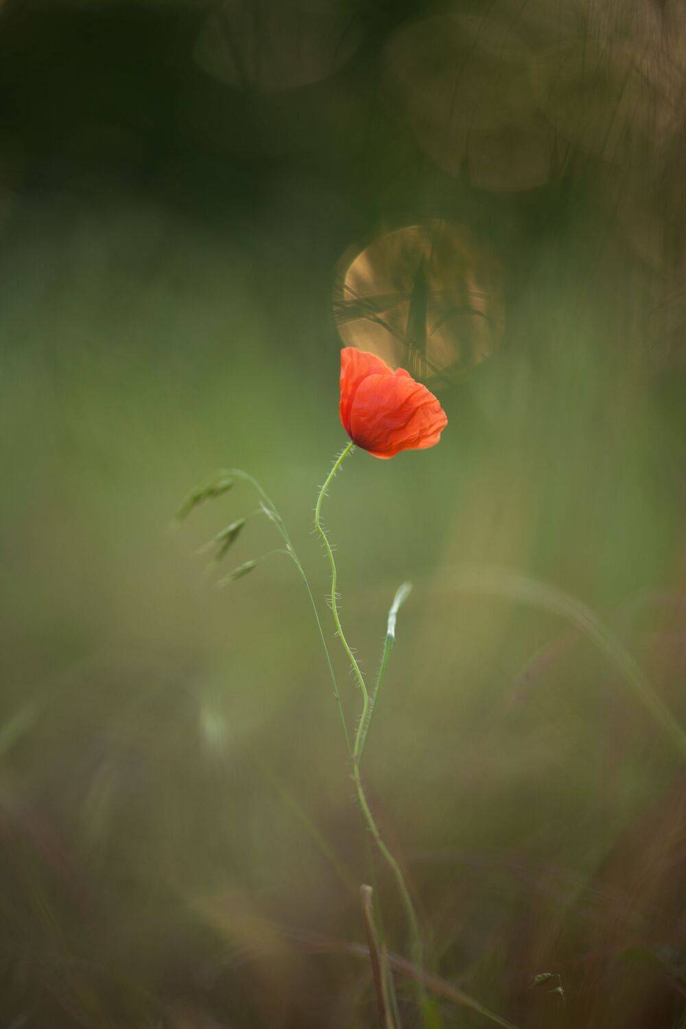 , Викулов Николай