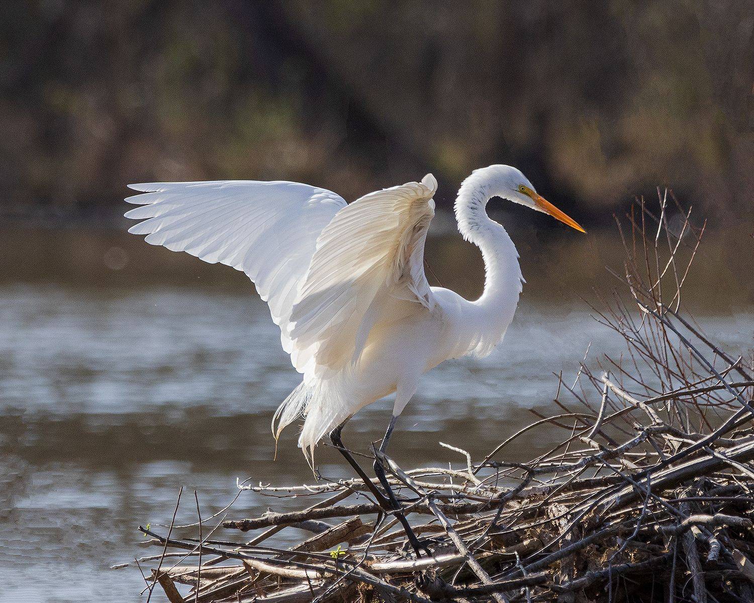 , Леонид Дьяченко