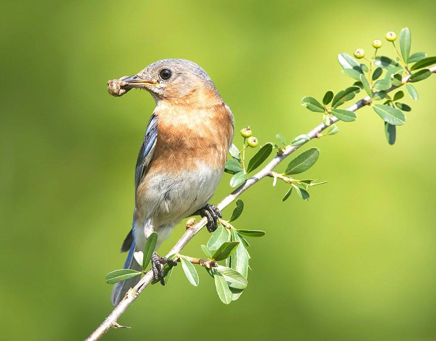 восточная сиалия, eastern bluebird, bluebird, Etkind Elizabeth