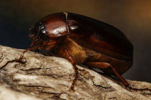 June Beetle