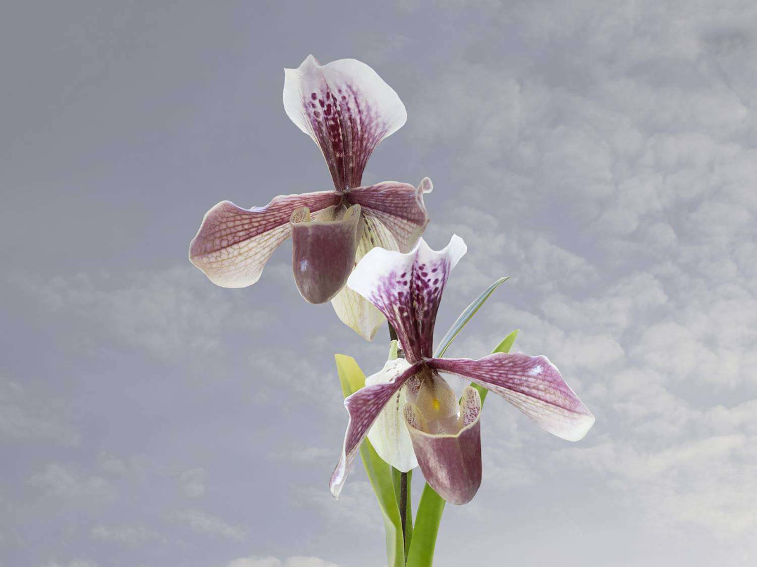 натюрморт, цветы, орхидеи, пафиопедилюм, Приходько Ирина