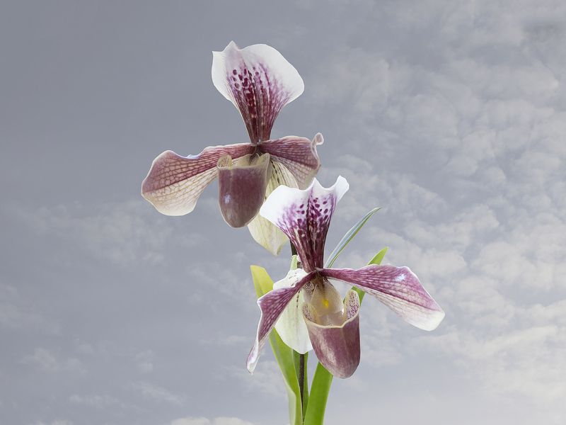 Башмачки фото превью