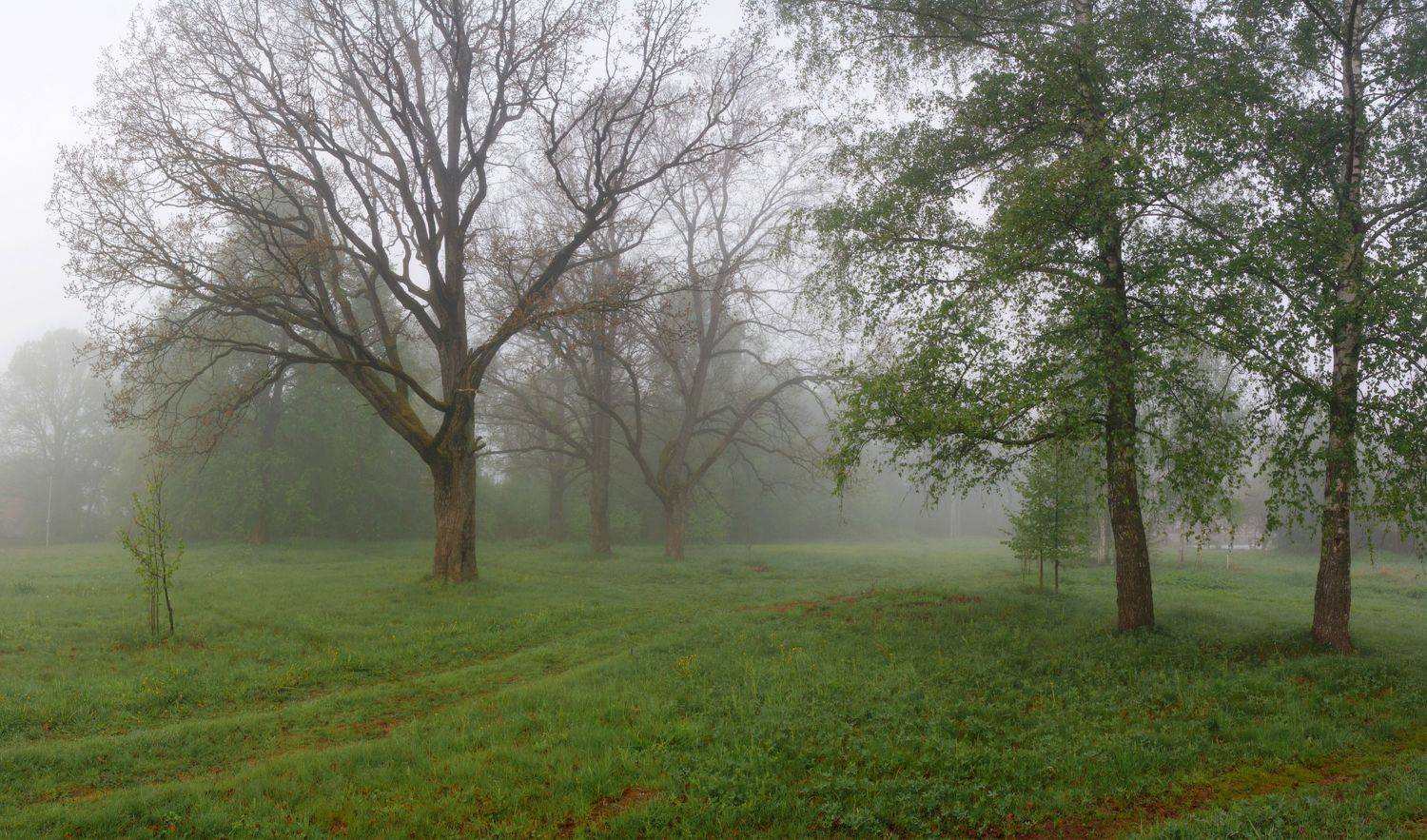 туман , весна , лес, Александр Свистков