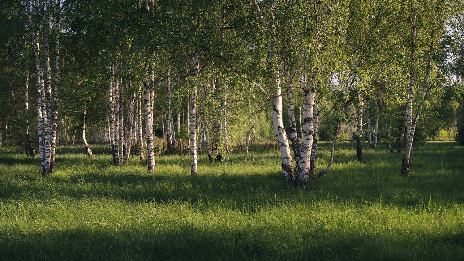 , Андреев Николай