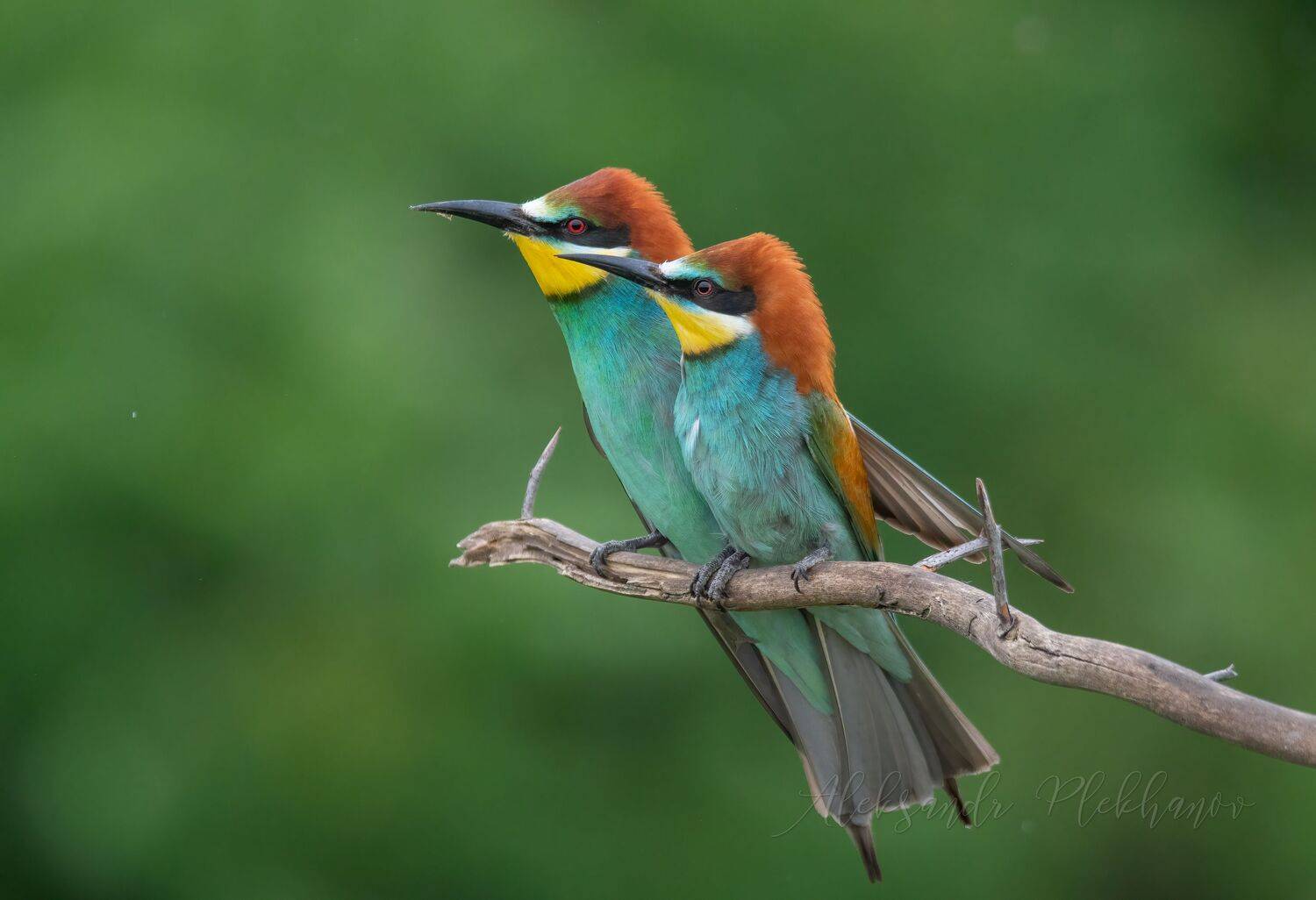 птицы , щурки_золотистые , фотоохота , природа ,весна , дождик , wildlife, Плеханов Александр